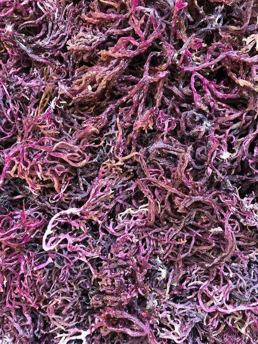 Purple Sea Moss GEL- Plain